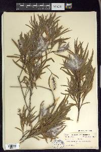 Salix interior image