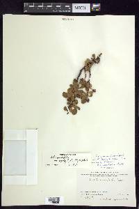 Salix ovalifolia var. cyclophylla image