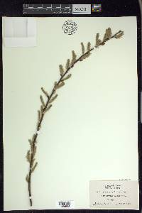 Salix myricoides image