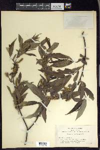 Salix lasiandra image