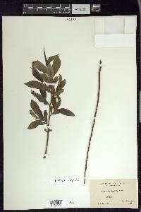 Salix lucida image