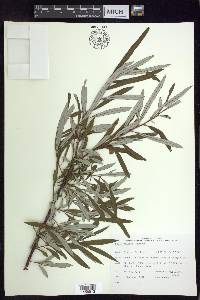 Salix pellita image