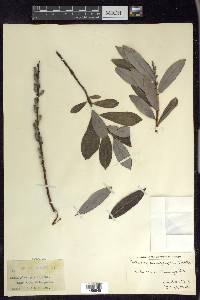 Salix myricoides image