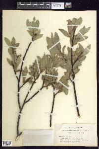 Salix orestera image