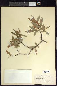 Salix ligulifolia image