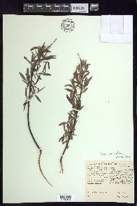 Salix petiolaris image