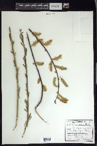 Salix lutea image