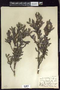 Salix myricoides image