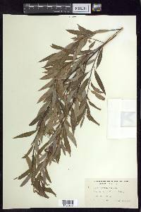 Salix petiolaris image