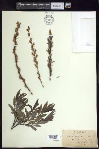 Salix petiolaris image