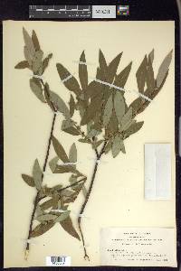 Salix ligulifolia image