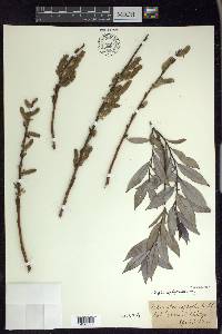 Salix myricoides image