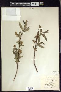 Salix lasiandra image