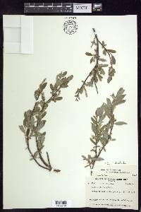 Salix niphoclada image