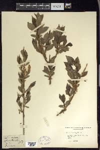 Salix lucida image