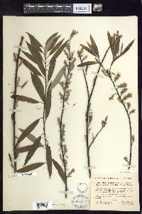 Salix petiolaris image