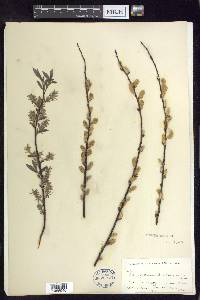 Salix petiolaris image