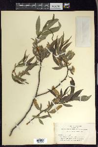 Salix lasiandra image