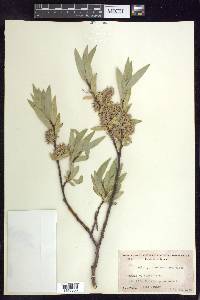 Salix orestera image