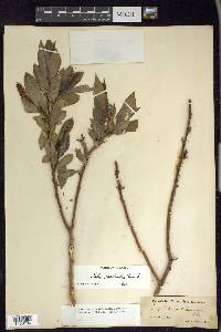 Salix lasiandra image