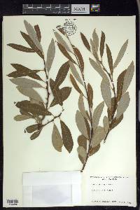 Salix lasiolepis image