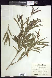 Salix nigra var. lindheimeri image