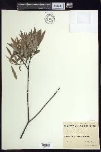 Salix petiolaris image