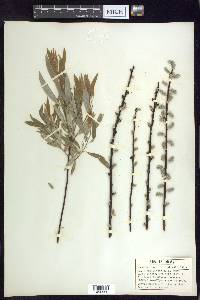 Salix petiolaris image