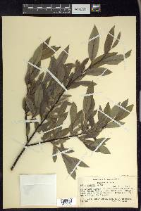Salix lemmonii image
