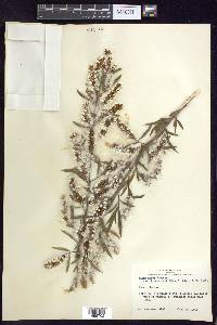 Salix nigra var. lindheimeri image