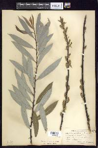 Salix petiolaris image