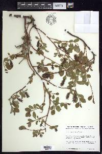 Salix ovalifolia image