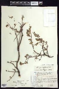 Salix ovalifolia image