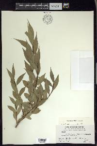 Salix lucida subsp. lucida image