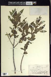 Salix lasiandra image