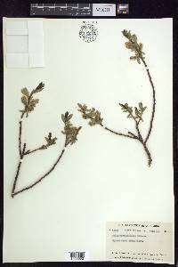 Salix myrtillifolia image