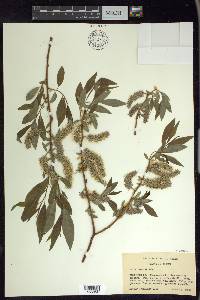 Salix lemmonii image