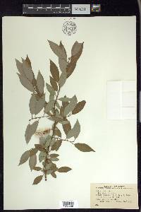 Salix lutea image