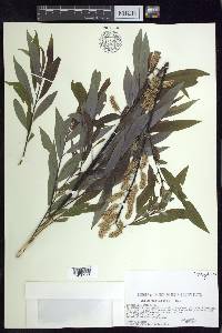 Salix petiolaris image