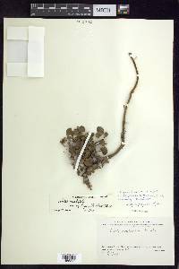 Salix ovalifolia var. cyclophylla image