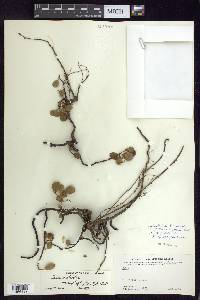 Salix ovalifolia var. cyclophylla image