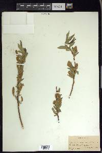 Salix lasiandra image