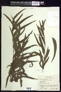 Salix nigra var. lindheimeri image