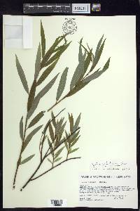 Salix petiolaris image