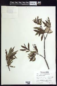 Salix pellita image