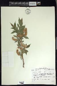 Salix lucida image