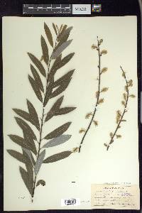 Salix humilis var. tristis image