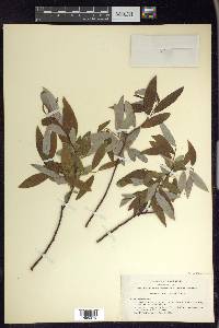 Salix lemmonii image