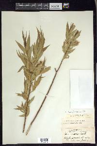 Salix lasiandra image