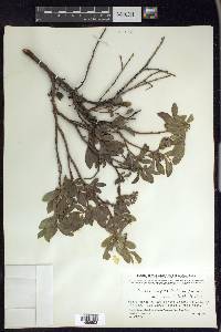 Salix myrtillifolia image